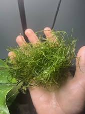 Live Healthy Java Moss