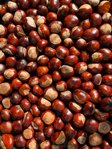 100 conkers prime round horse - 100,