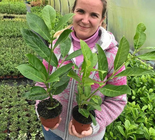Cherry laurel hedging apx - cherry,