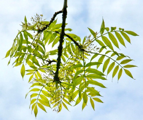 Fraxinus excelsior 70cm - excelsior, 50-70cm