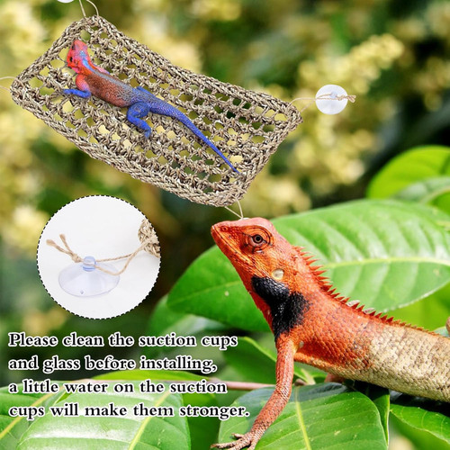 Bearded dragon accessories - dragon,