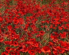 27 000 seeds English Poppy Papaver rhoeas+4" FREE PLANT LABEL