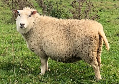 Whole raw sheeps fleece - raw,