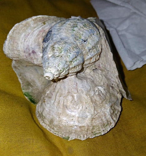 Natural cockle shell snail - natural, shell/snail