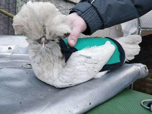 Chicken saddle spur rot and - chicken,