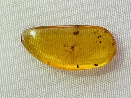 Authentic fossil mosquito - fossil,