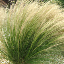 Stipa 'Pony Tails' Feather Deciduous Perennial Outdoor Garden Grass Plant in Pot