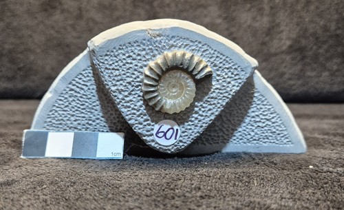 Calcite ammonite - calcite,