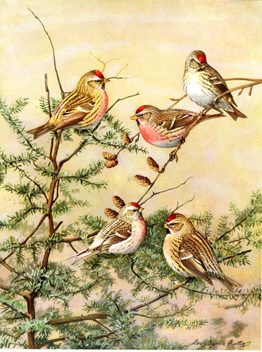 1929 vintage print - 1929,