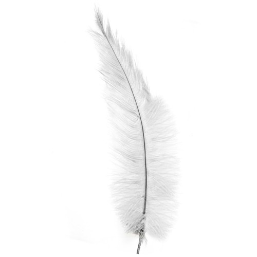 Ostrich feathers white - ostrich,