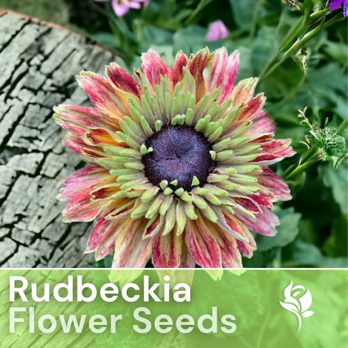 Sahara starlight rudbeckia - sahara,