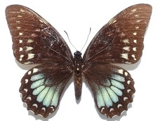 PAPILIO VICTORINUS VICTORINUS