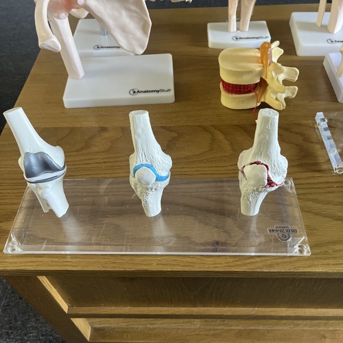 Anatomical knee model - anatomical,
