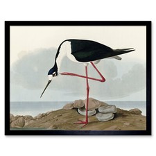 Audubon Birds Long Leg Avocet