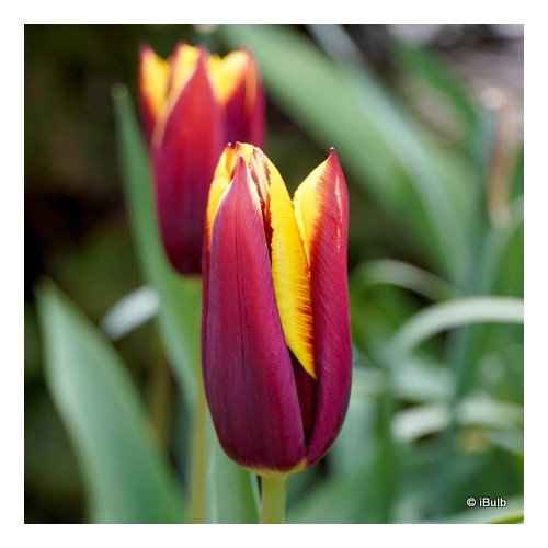Tulip gavota bulbs free - 'gavota',