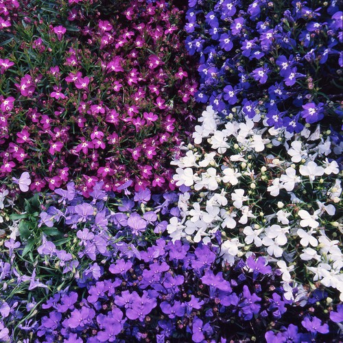 Lobelia bush mixed colourful - mixed,