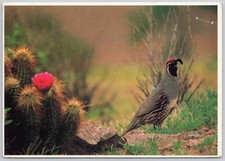 Bird Gambel Quail Animal