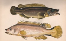 SCALE-RAYED WRASSE. Acantholabrus palloni. COUCH. Fish 1862 old antique print