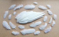 Set of 12 white Ferral pigeon