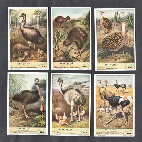 Liebig cards set flightless - cards,