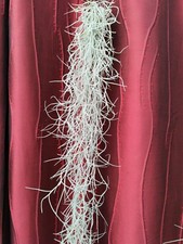Spanish Moss Tillandsia