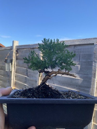 Juniper bonsai tree - juniper,