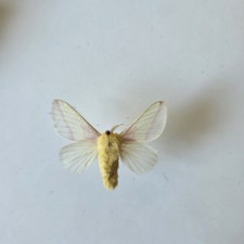 Rosy Maple Moth Dryocampa