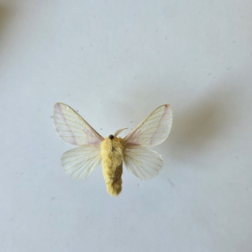 Rosy maple moth dryocampa - maple,