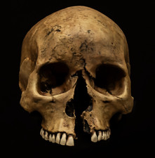 Human skull replica - human,