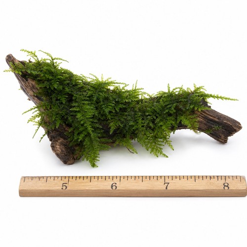 Christmas moss driftwood - moss,