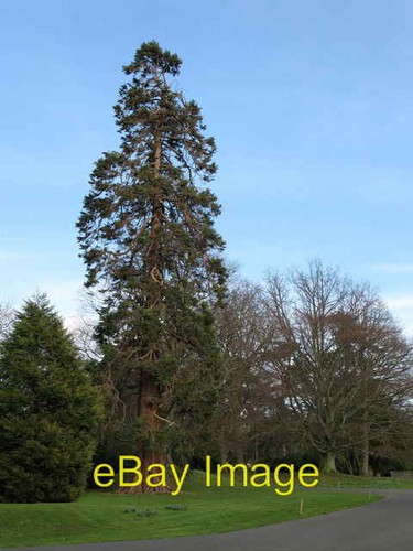 Photo 6x4 giant - photo, redwood,