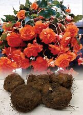 5 ORANGE PENDULA BEGONIA