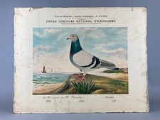 ANTIQUE PIGEON RACING