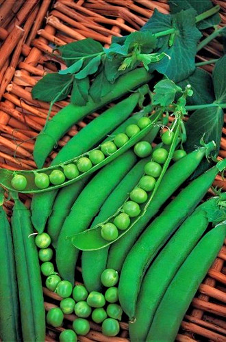 100 pea lincoln seeds - pea,