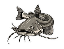 CATFISH BLUE CHANNEL FLATHEAD