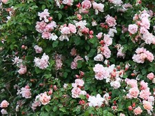 POTTED 2 LITRE RAMBLING ROSE