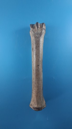 Fossilised horse bone - fossilised, from