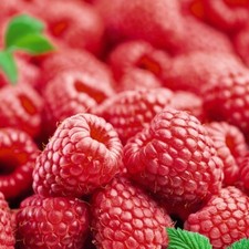 T&M Raspberry 'Octavia' Sweet Summer Fruiting Garden Plants (3, 6 or 12 Canes)