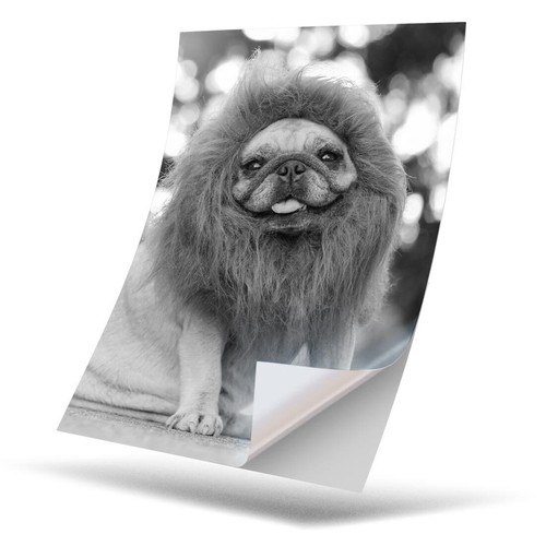 Vinyl sticker bw - 1,