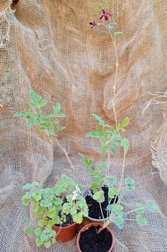 Scented pelargonium estab - scented, x