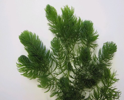 Oxygenating hornwort - oxygenating,