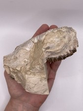 Oreodont Skull Brule Formation Nebraska Oligocene Merycoidodon Matrix Stand