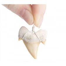 Shark Tooth 3cm Pendant