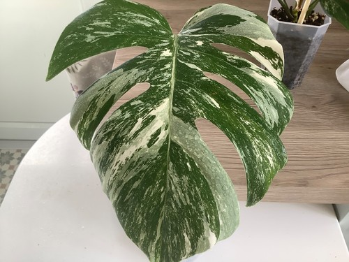 Monstera deliciousa albo - deliciousa,