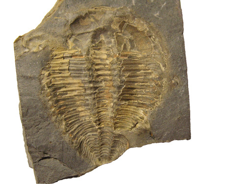 Cambrian trilobite fossil