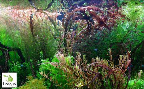 Rare ordinary live aquarium - live,