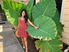 2-Pack Giant Elephant Ear