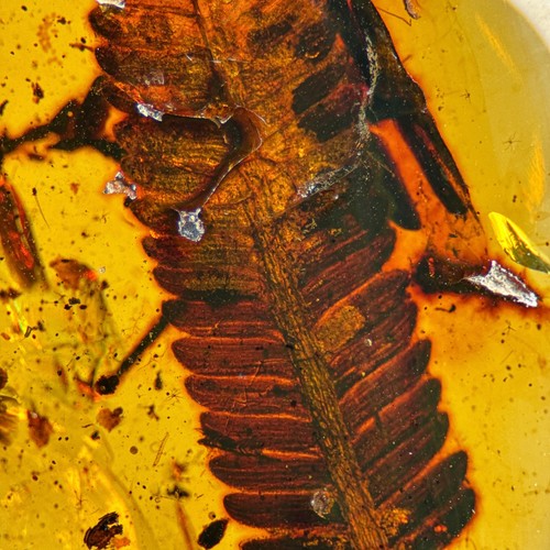 Stunning leaf inclusion - inclusion, in
