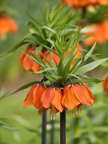 Giant fritillaria aurora - 3,