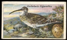 Tobacco Card,Gallaher, BIRDS